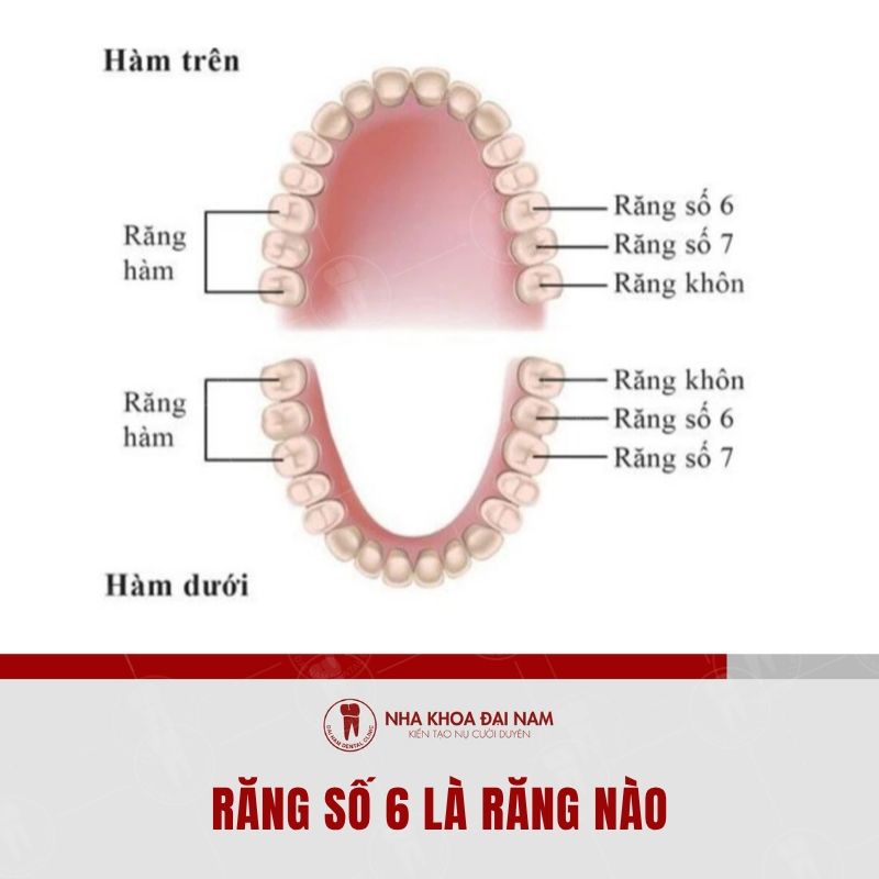 Rang so 6 thuoc rang coi lon o vi tri thu 6 tren khung ham